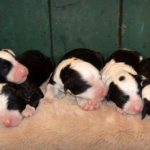 Sheepadoodle Puppies