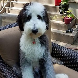 Sheepadoodle (Sheepdog-Poodle Mix) | Info, Mini, Puppies & Pictures