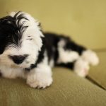 Sheepadoodle Puppy Picture