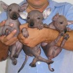 Xoloitzcuintli Puppies
