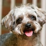Yorkshire Terrier-Poodle Mix