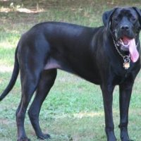 Black Mastador Dog