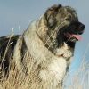 Caucasian Ovcharka Dog Breed