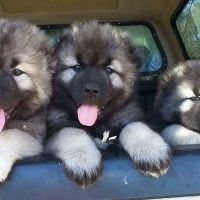 Caucasian Ovcharka Puppies Pictures