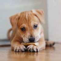 Lab Pei Shar Pei Lab Mix Dog Temperament Training Puppies