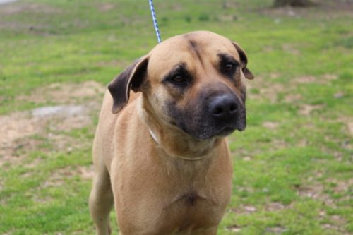 labrador mastiff mix