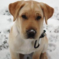 Shar Pei and Lab Mix