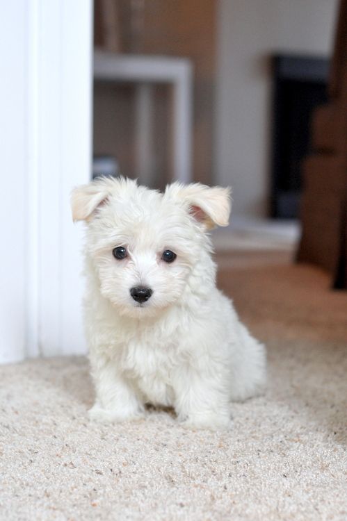 The West Highland White Terrier Westie Puppies For Sale In Tennessee USA