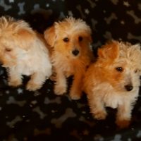 Westiepoo Puppies