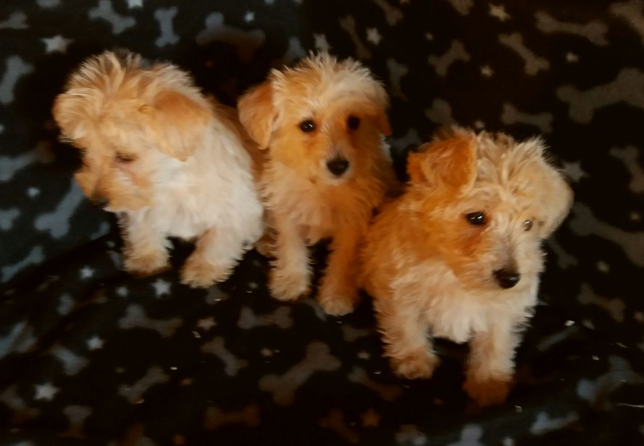 √√ Westie Puppies Montana USA - Buy Puppy In Your Area