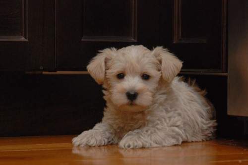 Westiepoo (The West Highland White Terrier Poodle Mix) For Sale Alabama USA