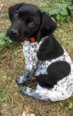 Boingle (Beagle-German Shorthaired Pointer Mix) Info ...