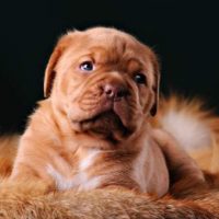 Dogue de Bordeaux New Born Pup