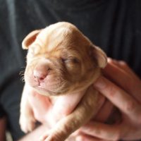 Dogue de Bordeaux Puppies Images