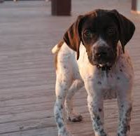 German Shorthaired Pointer Mix