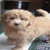 Petite Goldendoodle Dog