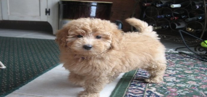 Petite Goldendoodle Dog