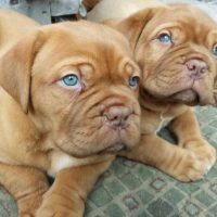 Pictures of French Mastiff Puppies