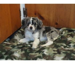 Cotralian (Cocker Spaniel Australian Shepherd Mix) | Info, Puppies & Pics