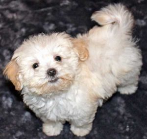 Havapoo (Havanese Poodle Mix) | Dog Info, Temperament, Puppies & Pics