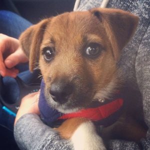 Norjack (Norfolk Terrier x Jack Russell Terrier) Dog Breed Info ...
