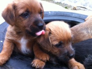 Norjack (Norfolk Terrier x Jack Russell Terrier) Dog Breed Info ...