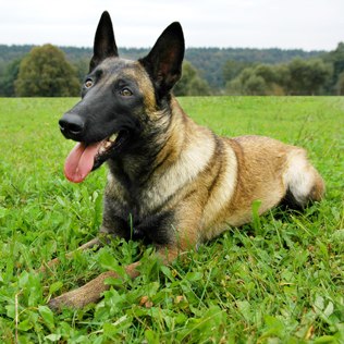 Belgian Malinois | Dog Breed Info, Temperament, Puppies & Pictures