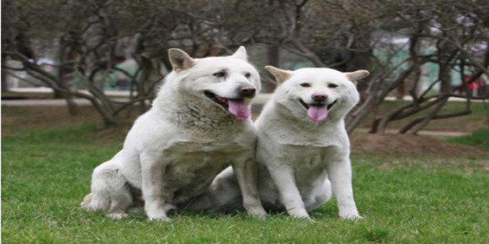 Pungsan Dogs