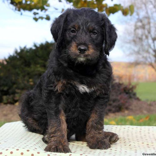 Rottle (Rottweiler-Poodle Mix)| Dog Info, Temperament, Puppies, Pictures