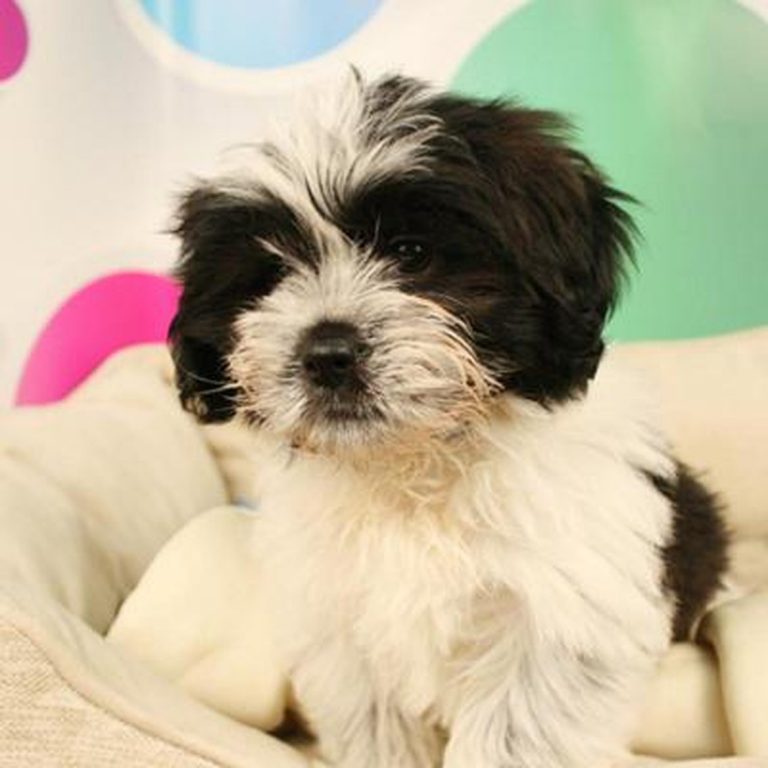 BeaTzu (Beagle ShihTzu Mix) Dog Breed Info, Temp, Puppies & Pictures