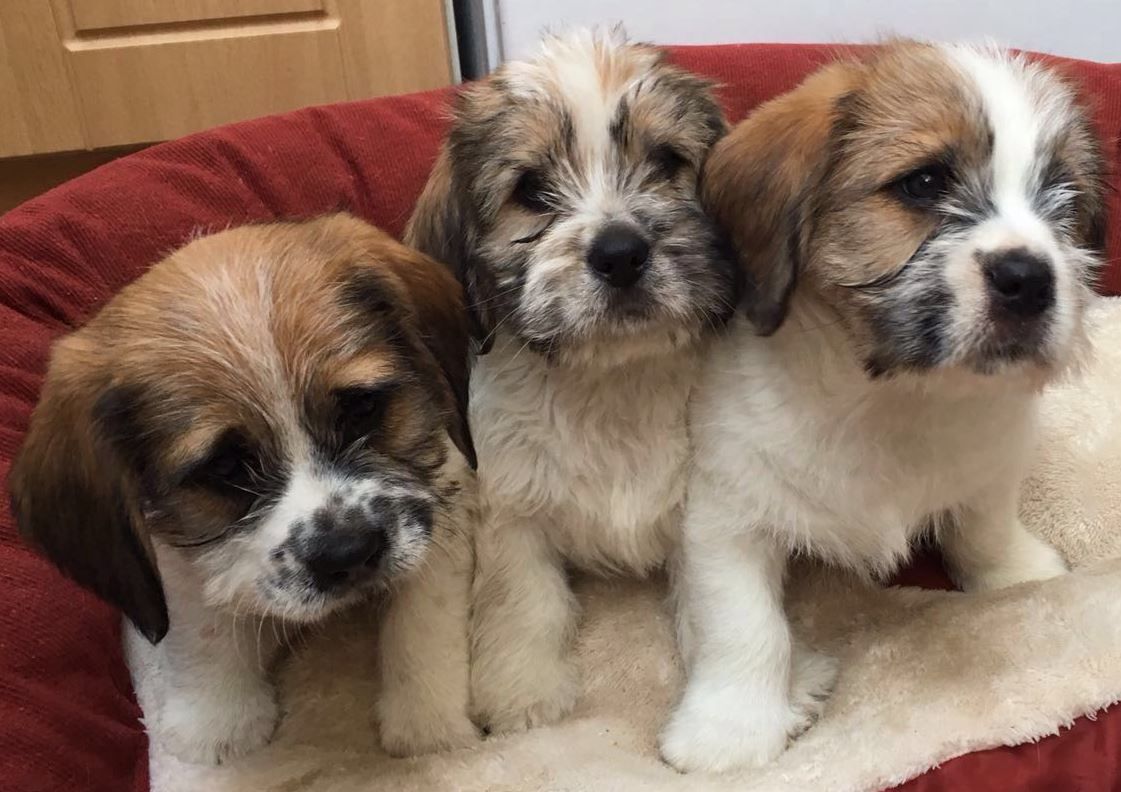 Beagle shih tzu mix puppies best sale for sale