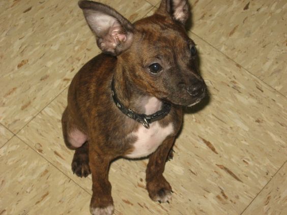 Bospin (Boston Terrier X Miniature Pinscher) Info, Temp
