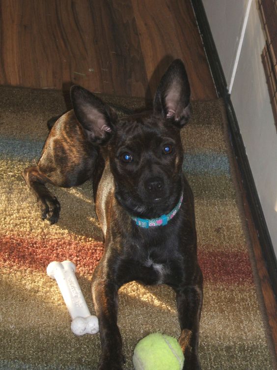 Bospin (Boston Terrier X Miniature Pinscher) Info, Temp