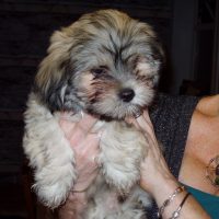 Chi Apso Puppy Images