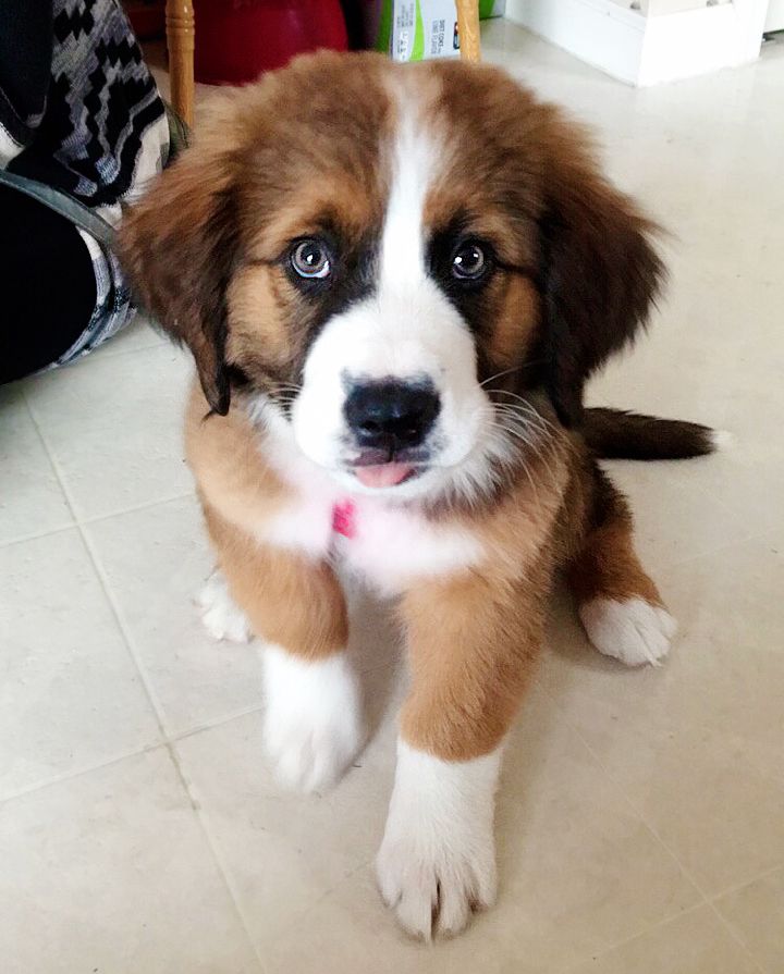 Collection 96+ Images st. bernard and bernese mountain dog mix Completed