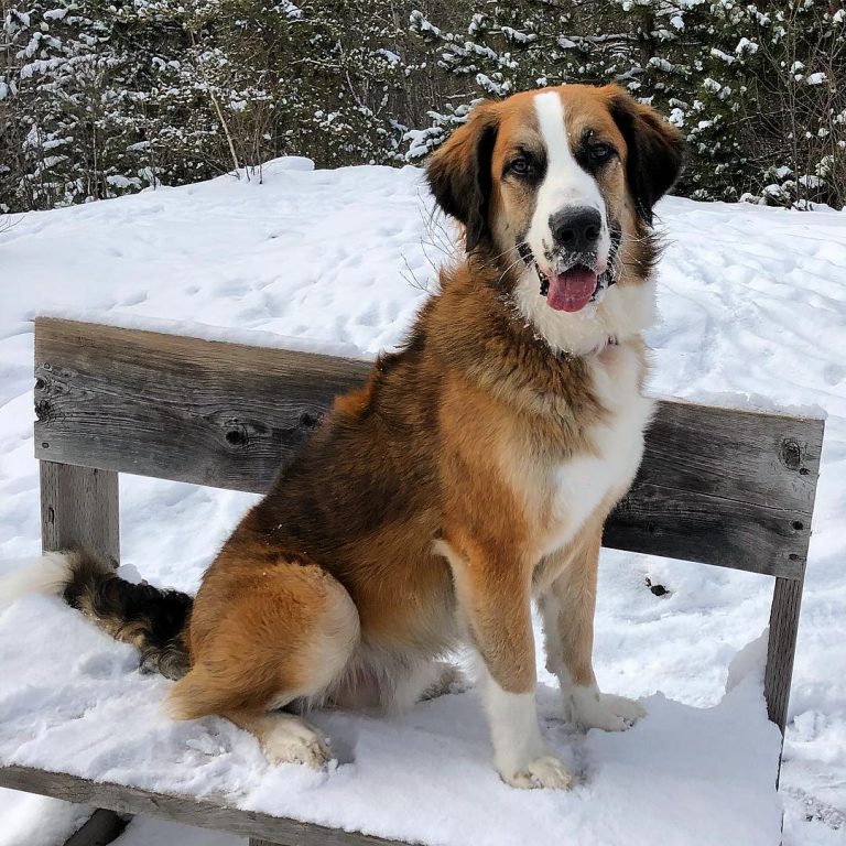Saint Bernese (Saint Bernard X Bernese Mountain Dog) Info, Temp