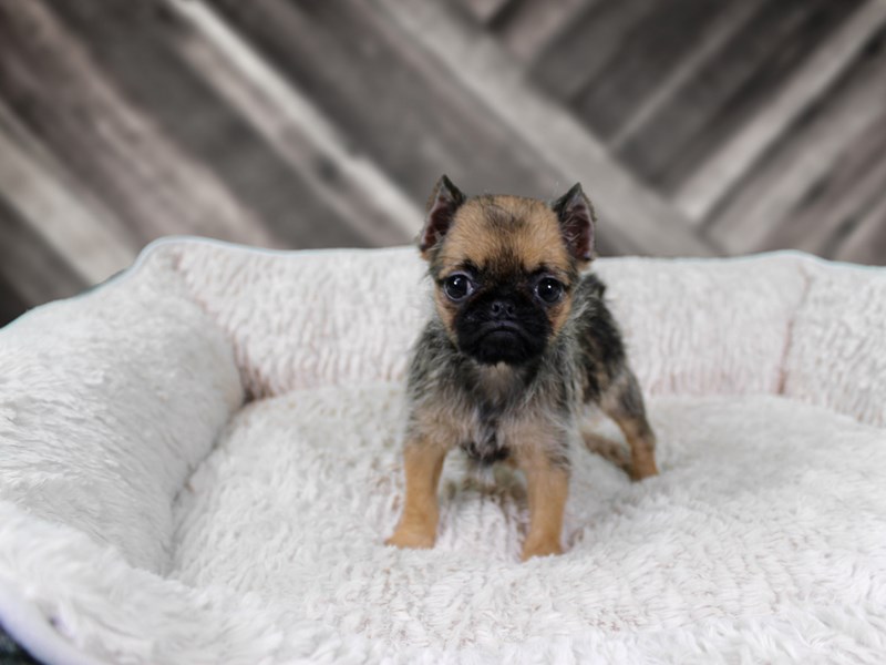 Brug (Brussels Griffon Pug Mix) Dog Breed Info, Temp, Puppies & Pictures