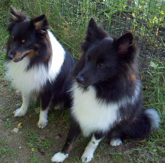 Poshie (Sheltie Pomeranian Mix) - Info, Temp, Training, Puppies, Pictures