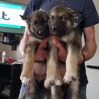 Alaskan Shepherd Puppies