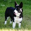 Borgi (Border Collie Corgi Mix) - Info, Temp, Puppies, Pics | DogBreeds10