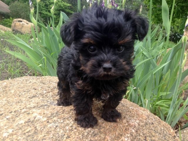 Funny Black Yorkie Poo Puppies