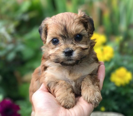 teacup yorkie poo full grown