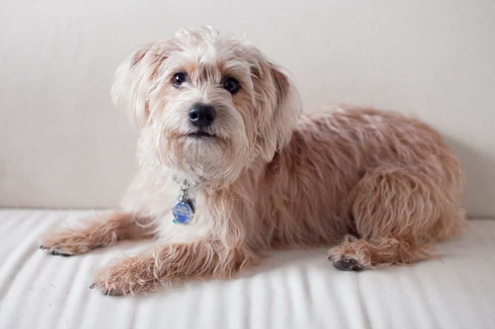 yorkshire terrier and poodle mix