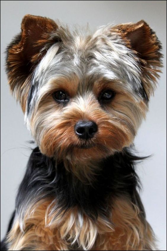 stuffed yorkie poo