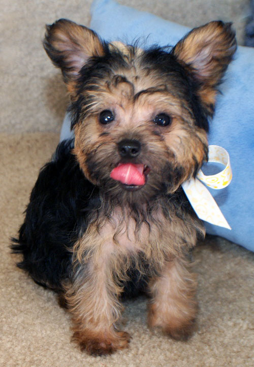 Yorkiepoo Yorkshire Terrier Poodle Mix Info Temperament